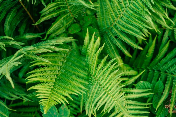 Groene fern verlaat textuur — Stockfoto