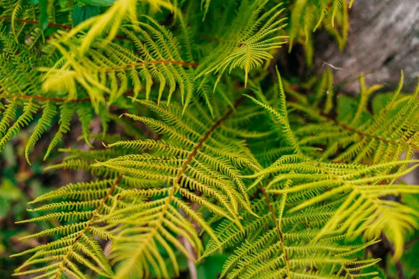 Groene fern verlaat textuur — Stockfoto