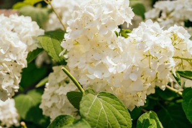 Beyaz ortanca çiçeği