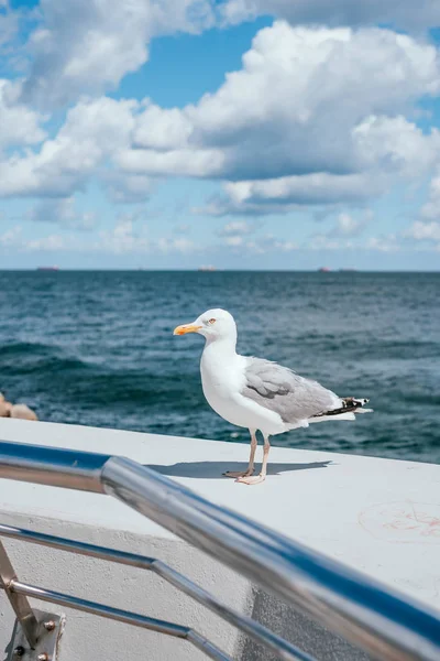 Mouette perchée sur une jetée — Photo