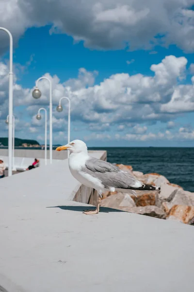 Mouette perchée sur une jetée — Photo