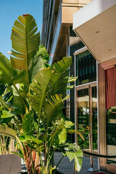 Banana tree leaves