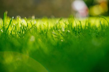 Yeşil Çimen Arkaplanı