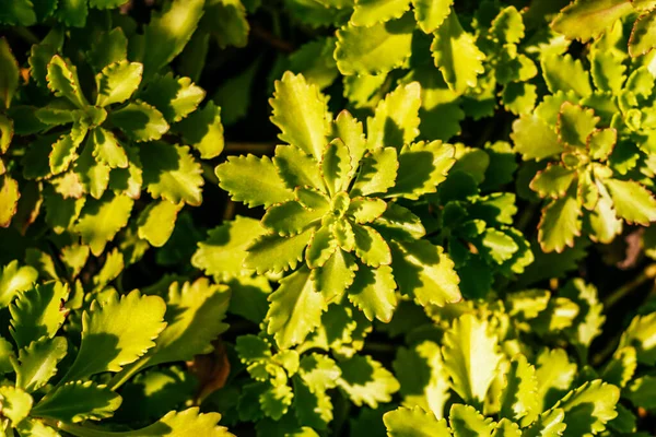 Šťavnatá rostlina zelené listy pozadí — Stock fotografie