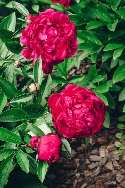 Piękne krzewy piwonii magenta kwiat — Zdjęcie stockowe