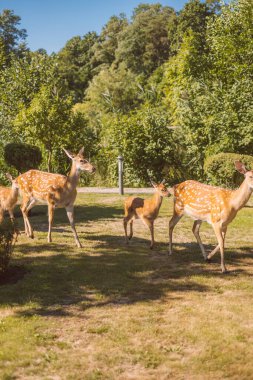 Milli parktaki güzel geyikler.