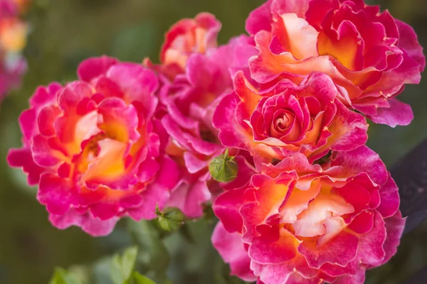 Magenta magnifique bouquet de fleurs de roses — Photo