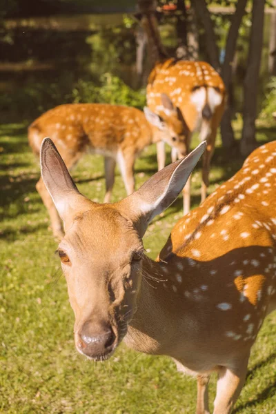 Milli parktaki güzel geyikler.