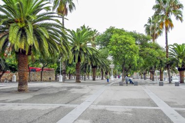 Barselona, İspanya, 28 Ekim 2011: Attalea speciosa Sokağı'nda Po