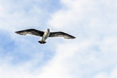 Istanbul, Türkiye, 3 Nisan 2014: martı gökyüzüne