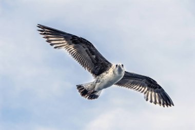 Istanbul, Türkiye, 3 Nisan 2014: martı gökyüzüne