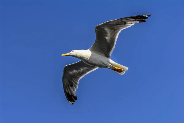 Istanbul, Türkei, 3. August 2012: Möwe am Himmel — Stockfoto