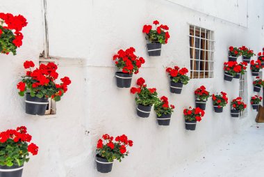 Bodrum, Türkiye, 20 Mayıs 2010: çiçekli beyaz duvar