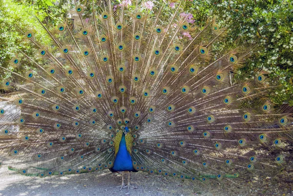 Bodrum, Turecko, 20 květen 2010: Peacock — Stock fotografie