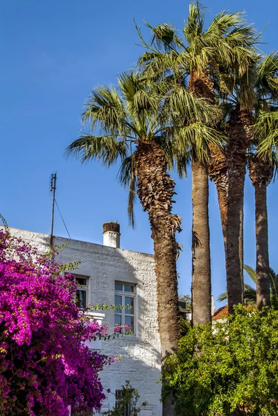 Bodrum, Turchia, 25 maggio 2010: Palme e Palazzo Bianco — Foto Stock