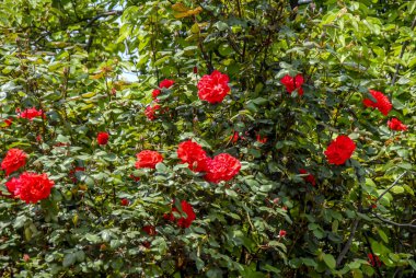 Bursa, Türkiye, 29 Nisan 2012: gül Hamam sokak