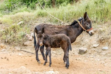 Muğla, Türkiye, 13 Mayıs 2012: Yerkesik at eşek