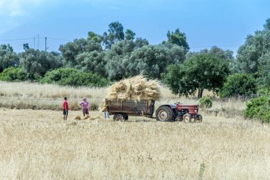 Bodrum, Türkiye, 28 Mayıs 2011: traktör ve Kiz Köyü buğday