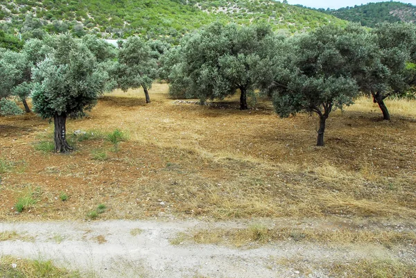 Μπόντρουμ, Τουρκία, 28 Μαΐου 2011: ελαιόδεντρα στο χωριό του Kizilagac — Φωτογραφία Αρχείου