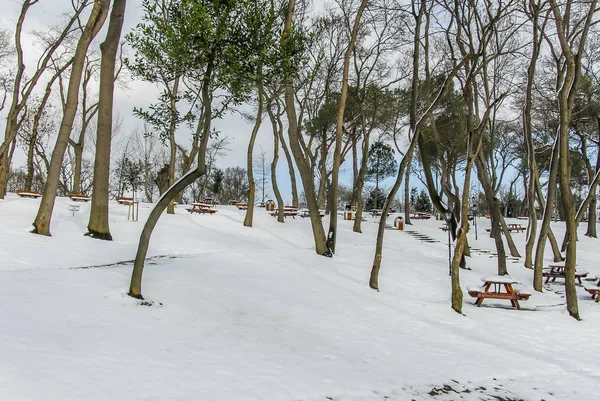 Istanbul, Turkiet, 26 januari 2010: Emirgan grove och snö, Emirg — Stockfoto