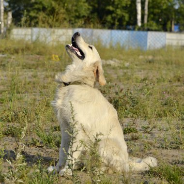 Köpek sahibinin komutları gerçekleştirir. Labrador geri almak. Sadık köpek yavrusu. Yavru köpek eğitimi, cynology, yoğun eğitim genç köpekler. Genç enerjik köpek bir yürüyüş. Zevk, oyuncaklarla oynamak.