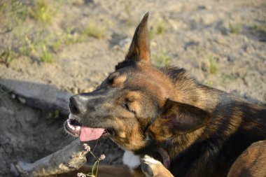Güneş çarpması, yaz aylarında Evcil hayvan sağlığını. Nasıl senin köpek ısınmasını korumak için. Köpek eğitim. Genç enerjik köpek bir yürüyüş. Bıyık, portre, portre. Zevk, oynamak, bokeh