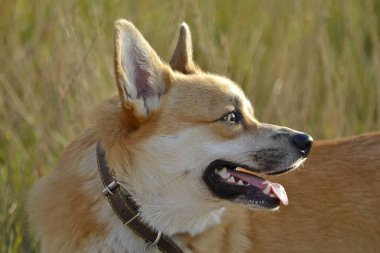 Güneş çarpması, yaz aylarında Evcil hayvan sağlığını. Corgi pembroke. Nasıl senin köpek ısınmasını korumak için. Köpek eğitim. Genç enerjik köpek bir yürüyüş. Bıyık, portre, portre. Koş zevk, oynarken,