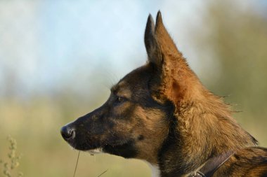 Güneş çarpması, yaz aylarında Evcil hayvan sağlığını. Nasıl senin köpek ısınmasını korumak için. Köpek eğitim. Genç enerjik köpek bir yürüyüş. Bıyık, portre, portre. Zevk, oynamak, bokeh