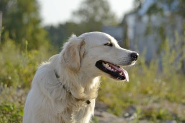 Güneş çarpması, yaz aylarında Evcil hayvan sağlığını. Labrador geri almak. Nasıl senin köpek ısınmasını korumak için. Köpek eğitim. Genç enerjik köpek bir yürüyüş. Bıyık, portre, portre. Oynarken zevk