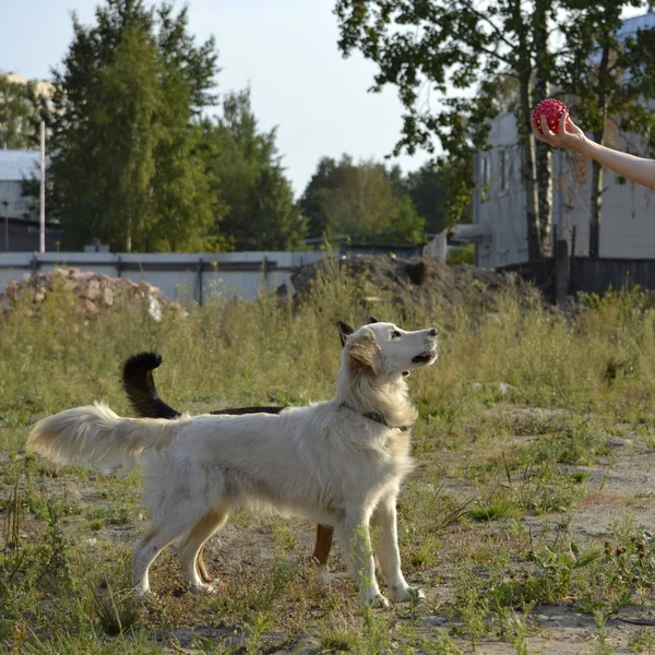 Der Hund Führt Die Kommandos Des Besitzers Aus Labrador Retriever — Stockfoto