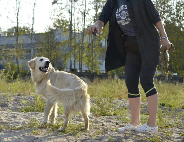 Der Hund Führt Die Kommandos Des Besitzers Aus Labrador Retriever — Stockfoto