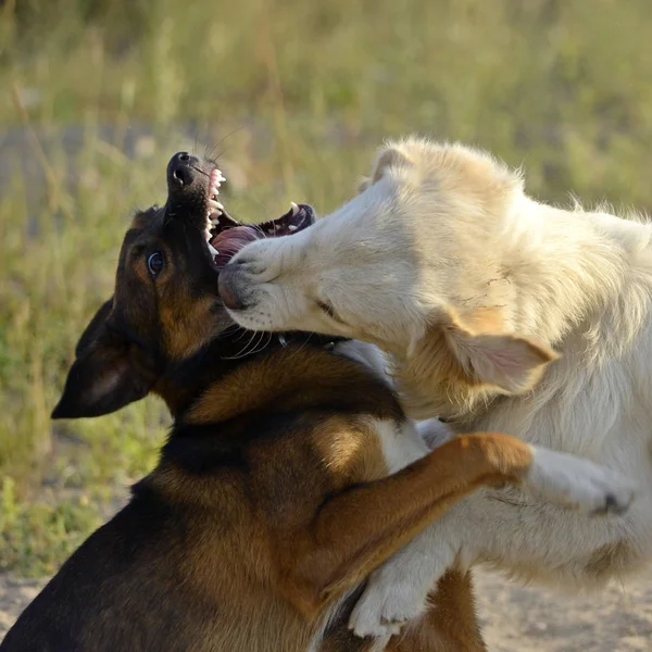 犬を相互にプレイします ラブラドル レトリーバー犬 陽気な騒ぎの子犬 積極的な犬 犬の訓練 子犬の教育 Cynology 若い犬の集中的な訓練 若いエネルギッシュな犬の散歩に — ストック写真