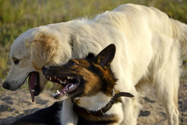 Köpekler Birbirleriyle Oynamak Labrador Geri Almak Neşeli Yaygara Kukla Saldırgan — Stok fotoğraf