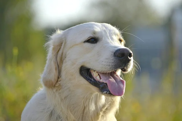 Солнечный Удар Здоровье Домашних Животных Летом Лабрадор Ретривер Защитить Собаку — стоковое фото
