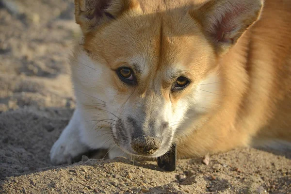 Солнечный Удар Здоровье Домашних Животных Летом Корги Пемброк Защитить Собаку — стоковое фото