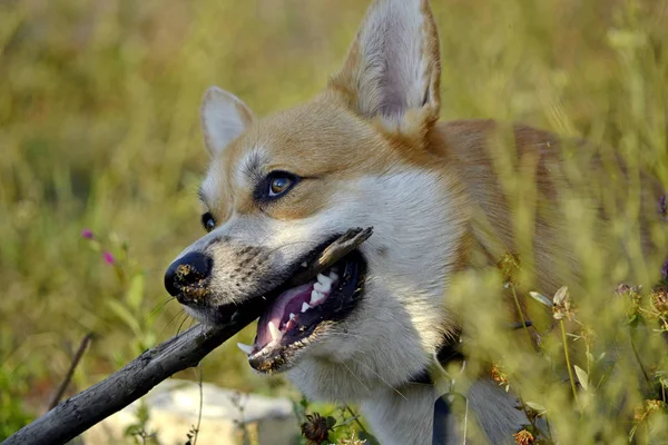 일사병 여름에 동물의 Corgi Pembroke입니다 과열에서 당신의 훈련입니다 정력적 도보에 — 스톡 사진