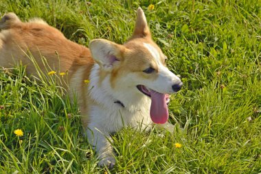 Güneş çarpması, yaz aylarında Evcil hayvan sağlığını. Köpek yavrusu Corgi pembroke bir yürüyüş. Nasıl senin köpek ısınmasını korumak için. Köpek eğitim. Yavru köpek eğitimi, cynology, yoğun eğitim genç köpekler. Bıyık, portre, portre, bokeh.