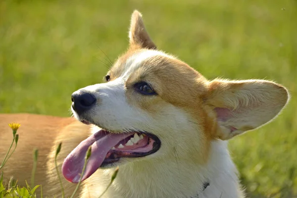 Insolación Salud Los Pupilos Verano Cachorro Corgi Pembroke Paseo Cómo — Foto de Stock