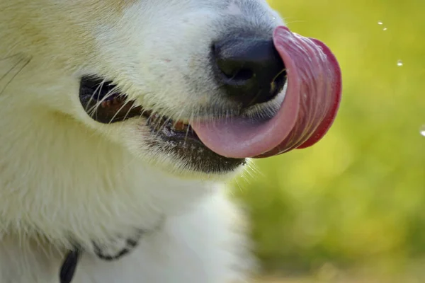 Sunstroke Health Pets Summer Puppy Corgi Pembroke Walk How Protect — Stock Photo, Image