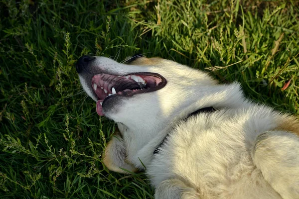 Insolación Salud Los Pupilos Verano Cachorro Corgi Pembroke Paseo Cómo — Foto de Stock