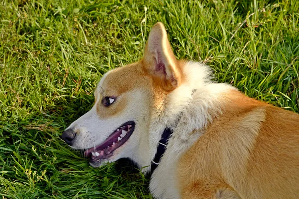 Sonnenstich Gesundheit Der Haustiere Sommer Welpen Corgi Pembroke Auf Einem — Stockfoto