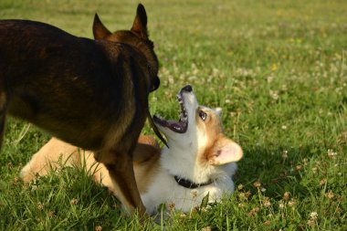 Köpekler birbirleriyle oynamak. Köpek yavrusu Corgi pembroke. Neşeli yaygara kukla. Saldırgan köpek. Köpek eğitim. Yavru köpek eğitimi, cynology, yoğun eğitim genç köpekler. Bıyık, portre, portre, bokeh. , Oynarken zevk. Genç enerjik köpekleri yürüyüşe