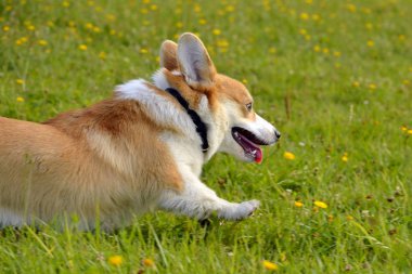 Köpekler birbirleriyle oynamak. Köpek yavrusu Corgi pembroke. Neşeli yaygara kukla. Saldırgan köpek. Köpek eğitim. Yavru köpek eğitimi, cynology, yoğun eğitim genç köpekler. Bıyık, portre, portre, bokeh. , Oynarken zevk. Genç enerjik köpekleri yürüyüşe