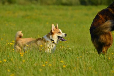 Köpekler birbirleriyle oynamak. Köpek yavrusu Corgi pembroke. Neşeli yaygara kukla. Saldırgan köpek. Köpek eğitim. Yavru köpek eğitimi, cynology, yoğun eğitim genç köpekler. Bıyık, portre, portre, bokeh. , Oynarken zevk. Genç enerjik köpekleri yürüyüşe