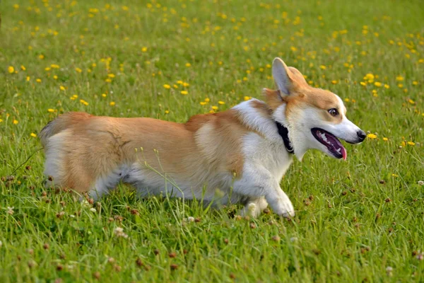 Dogs play with each other. Puppy Corgi pembroke. Merry fuss puppies. Aggressive dog. Training of dogs. Puppies education, cynology, intensive training of young dogs. Whiskers, portrait, closeup, bokeh. Enjoying, playing.Young energetic dogs on a walk