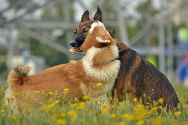 Dogs play with each other. Puppy Corgi pembroke. Merry fuss puppies. Aggressive dog. Training of dogs. Puppies education, cynology, intensive training of young dogs. Whiskers, portrait, closeup, bokeh. Enjoying, playing.Young energetic dogs on a walk