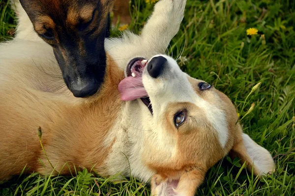 Los Perros Juegan Entre Puppy Corgi Pembroke Feliz Alboroto Cachorros — Foto de Stock