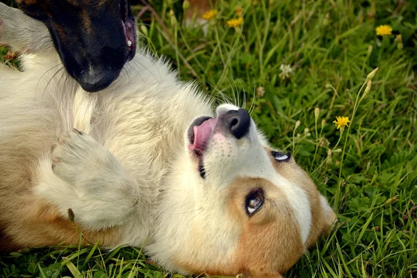 Los Perros Juegan Entre Puppy Corgi Pembroke Feliz Alboroto Cachorros — Foto de Stock