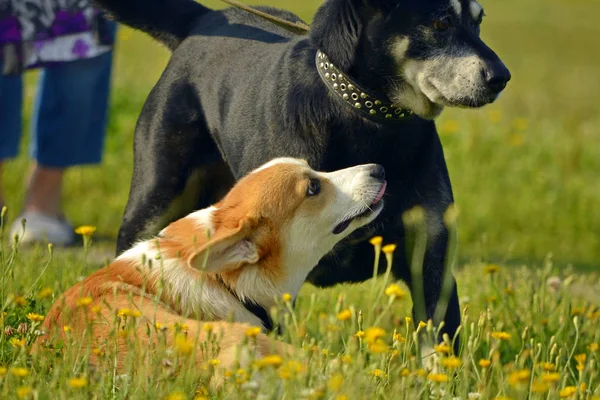 Dogs play with each other. Puppy Corgi pembroke. Merry fuss puppies. Aggressive dog. Training of dogs. Puppies education, cynology, intensive training of young dogs.Whiskers, portrait,  closeup, bokeh. Enjoying, playing