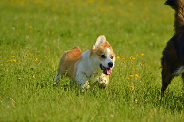 Cães Brincam Uns Com Outros Puppy Corgi Pembroke Merry Fuss — Fotografia de Stock